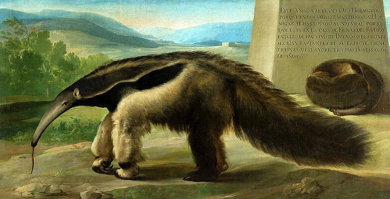 Anteater